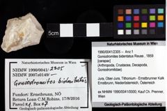 Foto (Objket + Etiketten) von Goniodromites bidentatus (Reuss, 1859) 